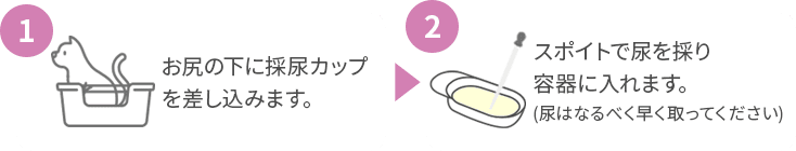 ①お尻の下に採尿かっぷを差し込みます ②スポイトで尿を取り容器に入れます。(尿はなるべく早く取ってください)