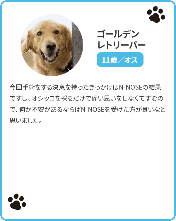 ゴールデンレトリーバー／11歳／オス