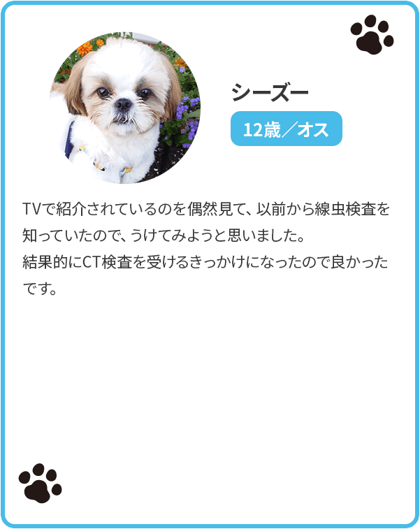 シーズー／12歳／オス