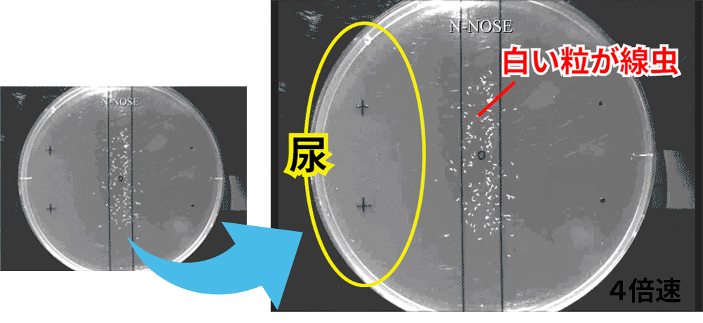 線虫がん検査の動き。